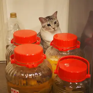 お酒になりきりすぎるネコ　　ebitorakageさん
