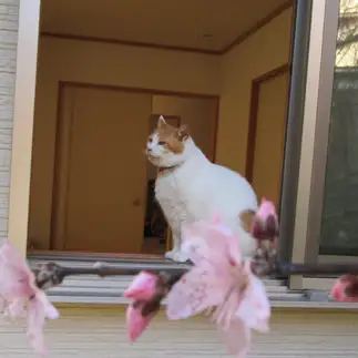 花の上に座ってるように見えすぎるネコ　　sirasuさん