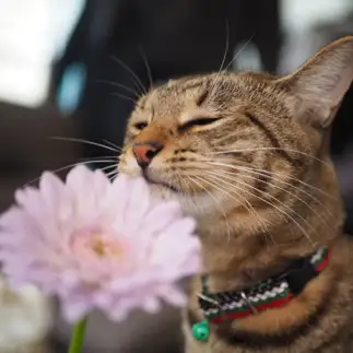 花を鼻で愛ですぎるネコ　　ebitorakageさん