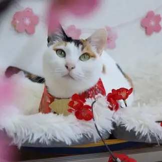 花よりおしゃれが好きすぎるネコ　　にゃんさん