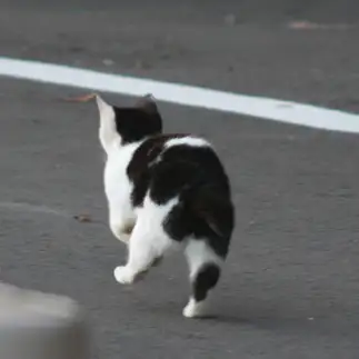 小走りのばぁちゃんすぎるネコ　　おいにゃんさん