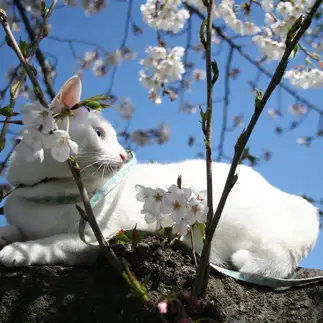 桜より目立ちすぎるネコ　　おいにゃんさん