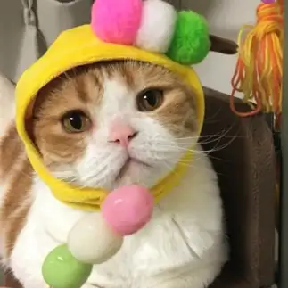 団子が似合いすぎるネコ　　tachiさん