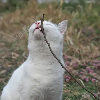 歯みがきも天然素材にこだわりすぎるネコ　　黒猫カレンさん