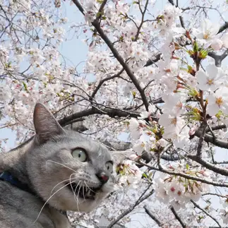 ニャン生初のお花見で感動しすぎるネコ　　ミロルナのママさん