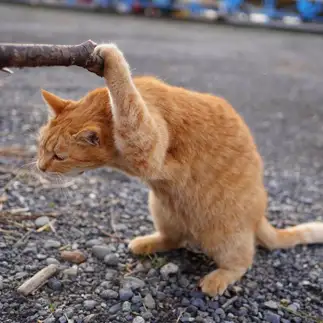 やる気がなさすぎるネコ　　 mittsuさん