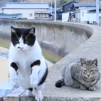 キョンシーすぎるネコ　　土居 一彦さん
