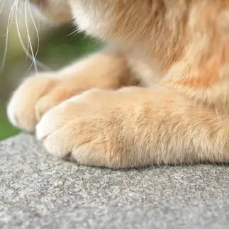 スティックパンすぎるネコ　　仙城 彩漓さん