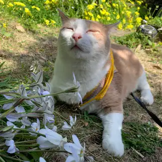 春の香りを吸い込みすぎるネコ　　morickyさん