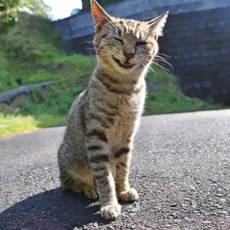 愛想が良すぎるネコ　　tzkrsatoruさん