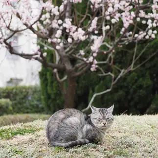 花より眠すぎるネコ　　浦野順子さん