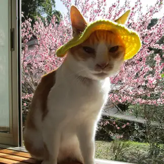 日焼けが気になるマダムすぎるネコ　　sirasuさん