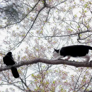 花見の特等席を競いすぎるネコ　　mochaさん