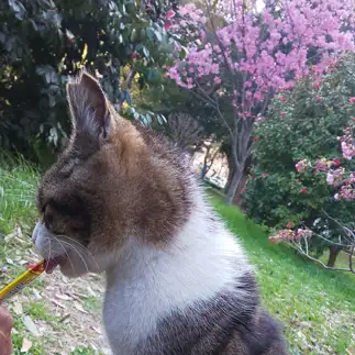 ちゅ～る食べるのに必死すぎるネコ　　竹さん