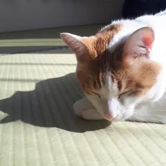 自分のシャドーに気付かず爆睡しすぎるネコ　　高橋いずみさん