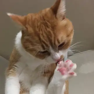 冷蔵庫の上で可愛いピンクのお花を咲かせすぎるネコ　　にくきゅうさん