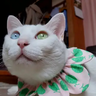 お花じゃなくてお鼻見てアピールすぎるネコ　　yamawaiisoraさん