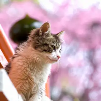 凛々しすぎるネコ　　きたがわさん