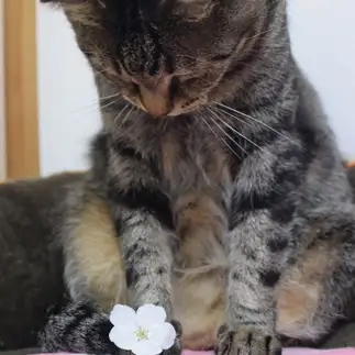 まさにお花見すぎるネコ　　lupin さん