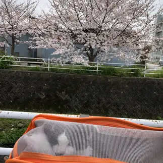 帰りたすぎるネコ　　鈴木　恵里香さん