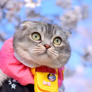花より大福すぎるネコ　　つぶまろさん