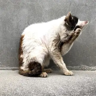 泥だらけの純情実演すぎるネコ　　ねこたろうさん