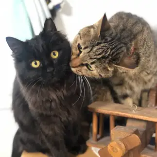 キス、スキすぎるネコ　　野尻 尚文さん