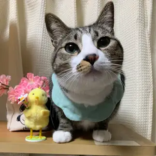 鼻見を要求しすぎるネコ　　れーマムさん