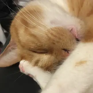 寝顔がブサイクすぎるネコ　　いぬねこ天国さん