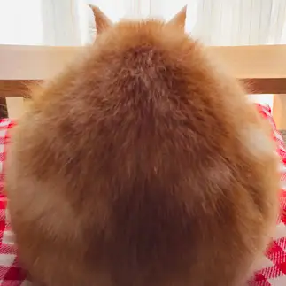 花より団子っぽすぎるネコ　　まーさん