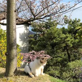 お花見日和はまぶたが重すぎるネコ　　ねこたろうさん