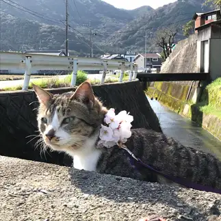 桜が似合いすぎるネコ　　くりぼーさん