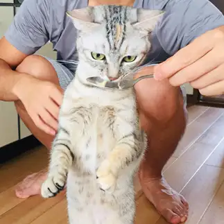 棒立ちすぎるネコ　　オリえもんZさん