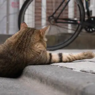 健康診断すぎるネコ　　サトウヒロキさん
