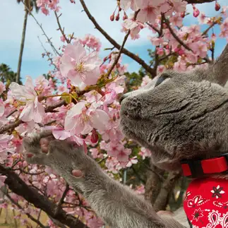 お花触るのに必死すぎるネコ　　リッツさん