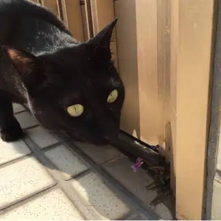 ど根性が好きすぎるネコ　　カーボンさん
