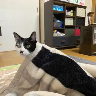 毛布と一体化しすぎるネコ　　あーこさん