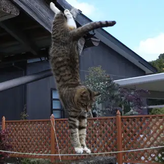 曲芸すぎるネコ　　tzkrsatoruさん