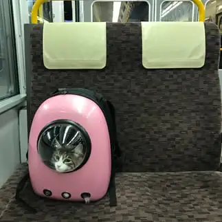 電車でくつろぎすぎるネコ　　岡田依子さん