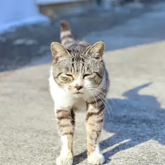 いつまでも寝ぼけすぎるネコ　　土居 一彦さん