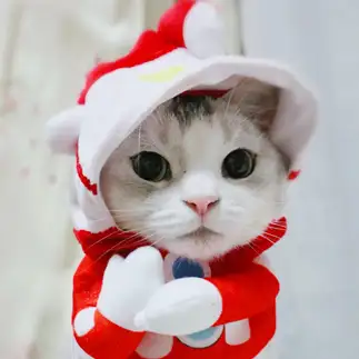 ヒーローになりきりすぎるネコ　　ゆゆりり母さん