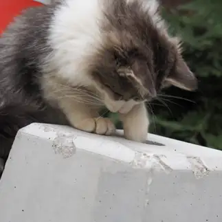 くじ引きに夢中すぎるネコ　　黒猫カレンさん