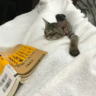 ３日坊主すぎるネコ　　しおむらさん