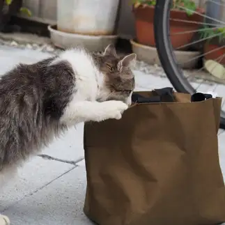 自分のカリカリは自分で出します。すぎるネコ　　黒猫カレンさん