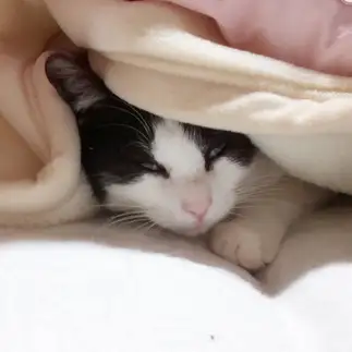嬉し恥ずかし朝帰りすぎるネコ　　おいにゃんさん