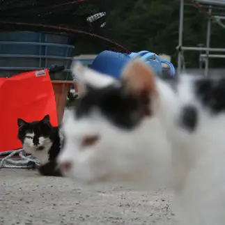 撮影の邪魔すぎるネコ　　おいにゃんさん
