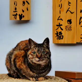 紛らわしすぎるネコ　　じじさん