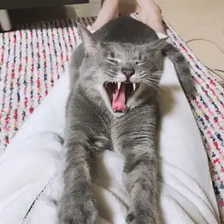 笑いすぎるネコ　　ゆずなつさん