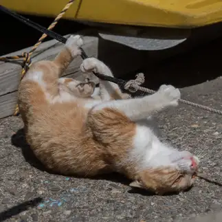 高所恐怖症すぎるネコ　　karukan_catさん