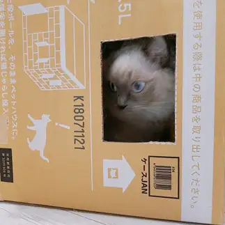 外出自粛すぎるネコ　　マクロファージさん